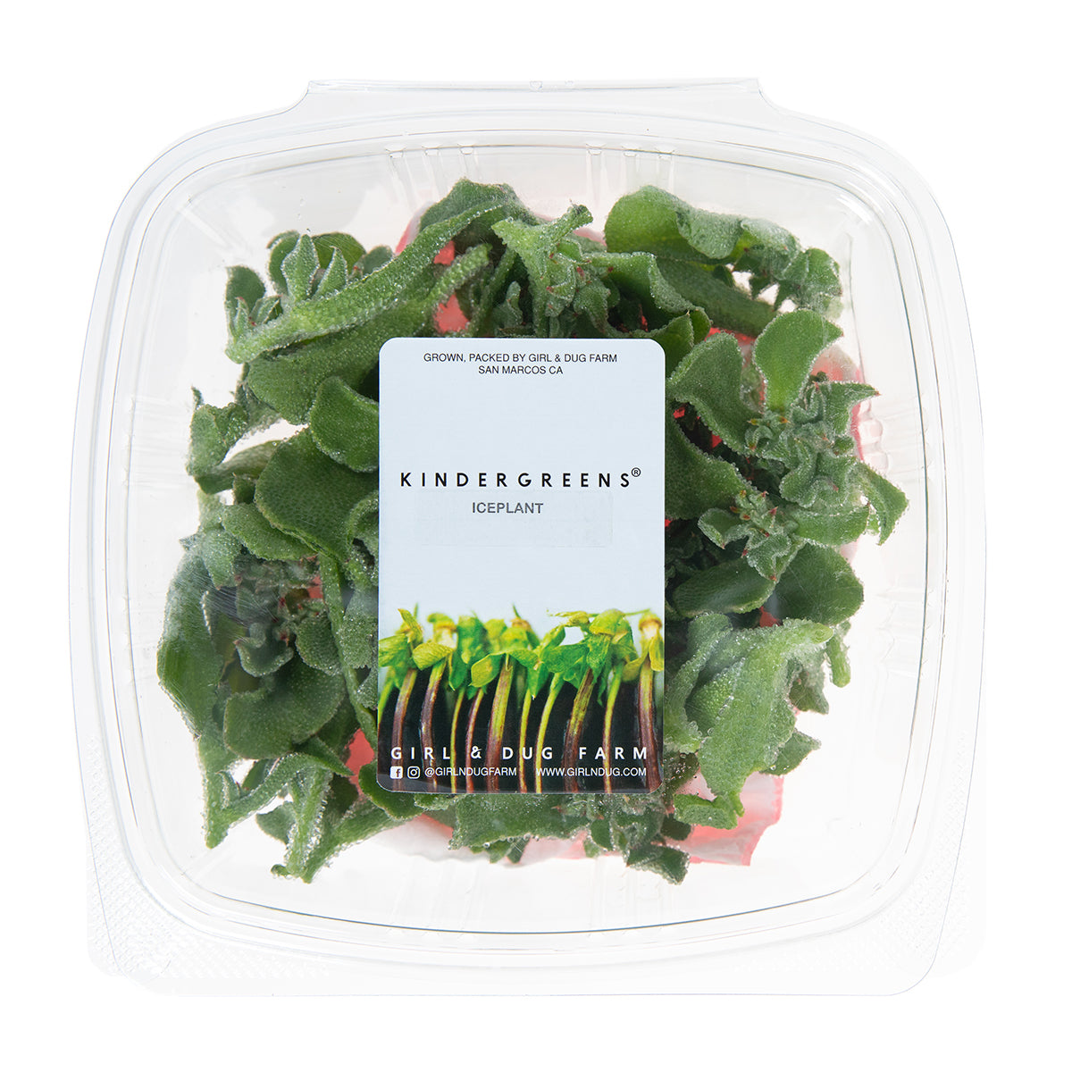 Iceplant