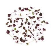 Micro Purple Shiso