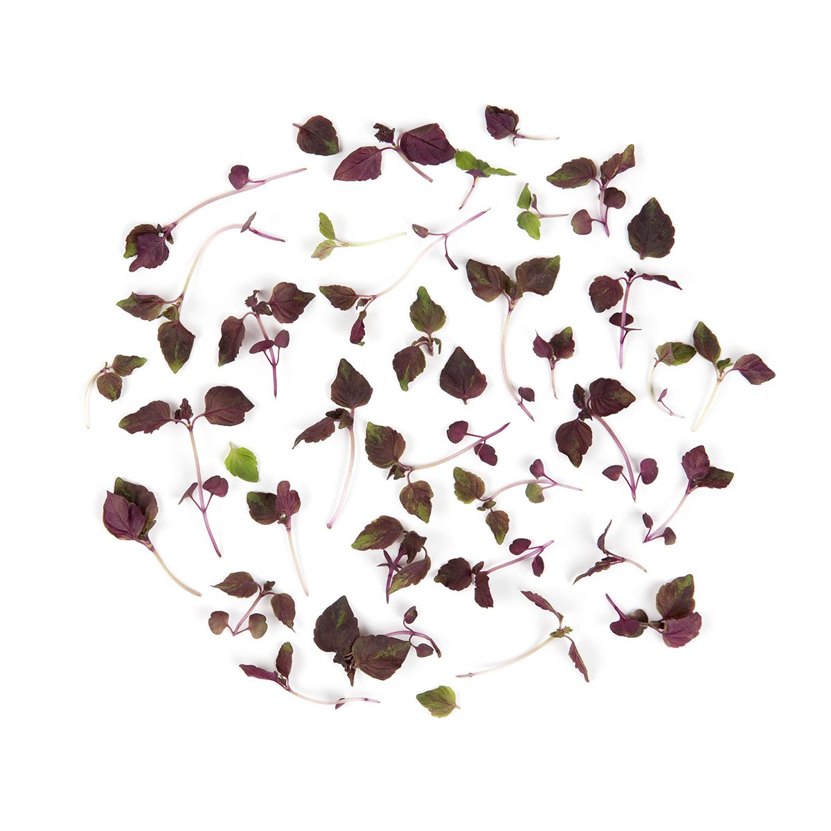 Micro Purple Shiso