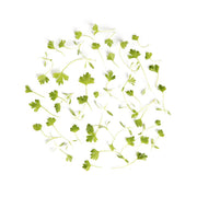 Micro Celery