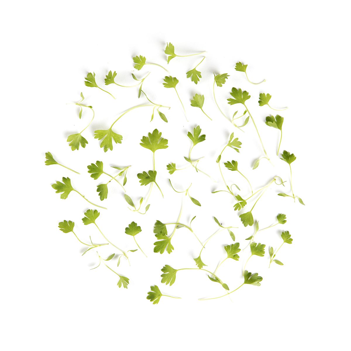 Micro Celery