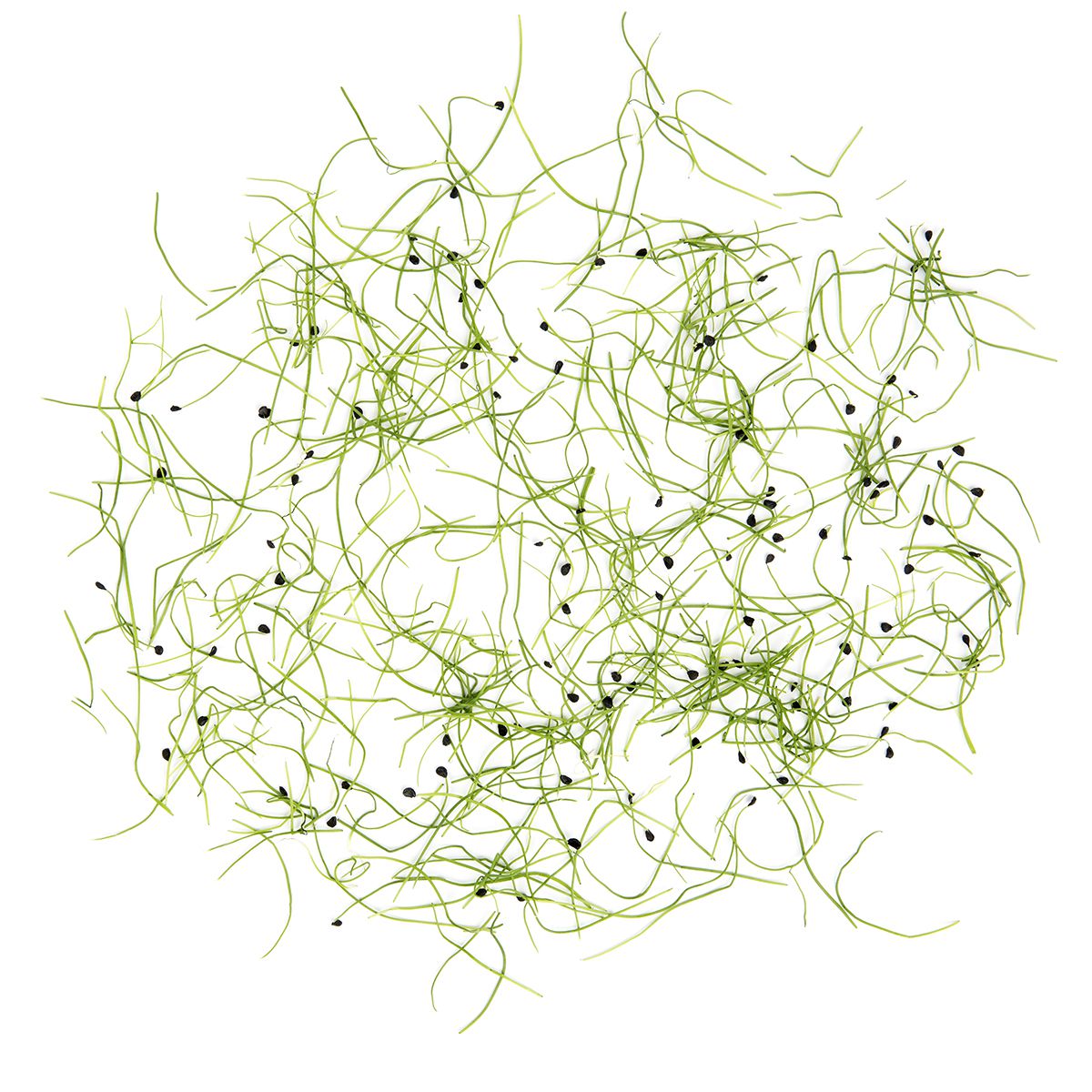 Micro Chives