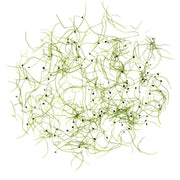 Micro Chives