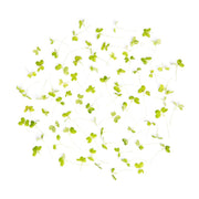 Micro Green Mustard