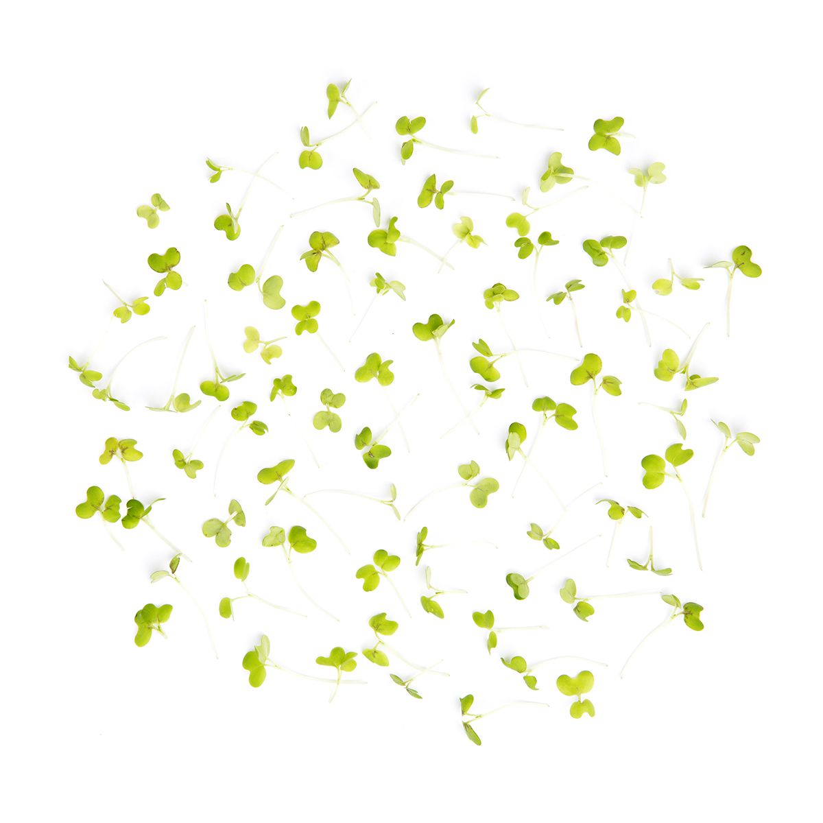 Micro Green Mustard