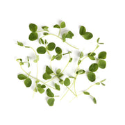 Micro Pea Shoots