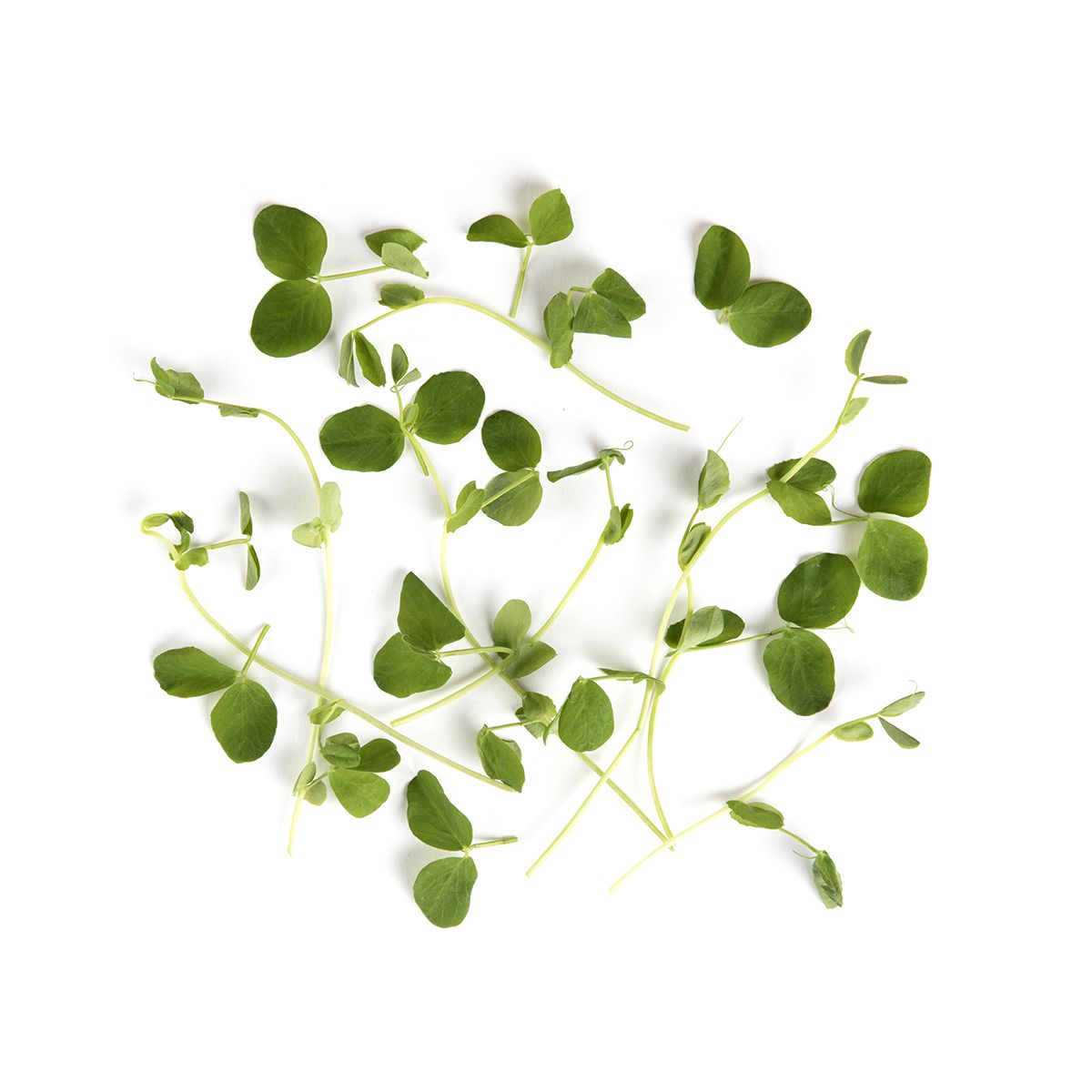 Micro Pea Shoots