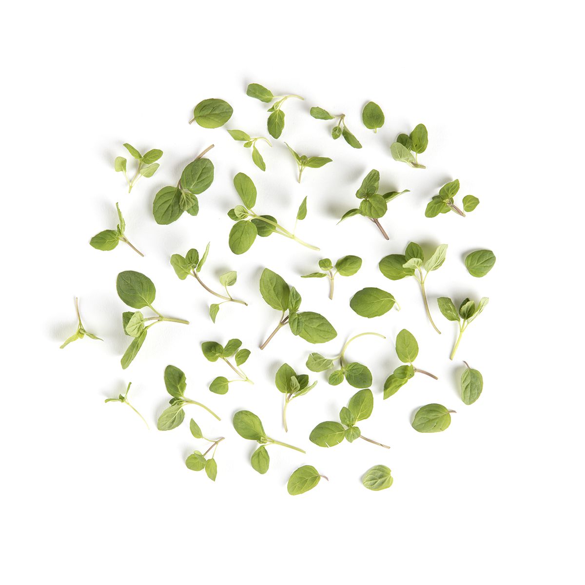 Micro Basil