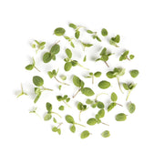 Micro Mint