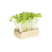 Wasabi Living Cress