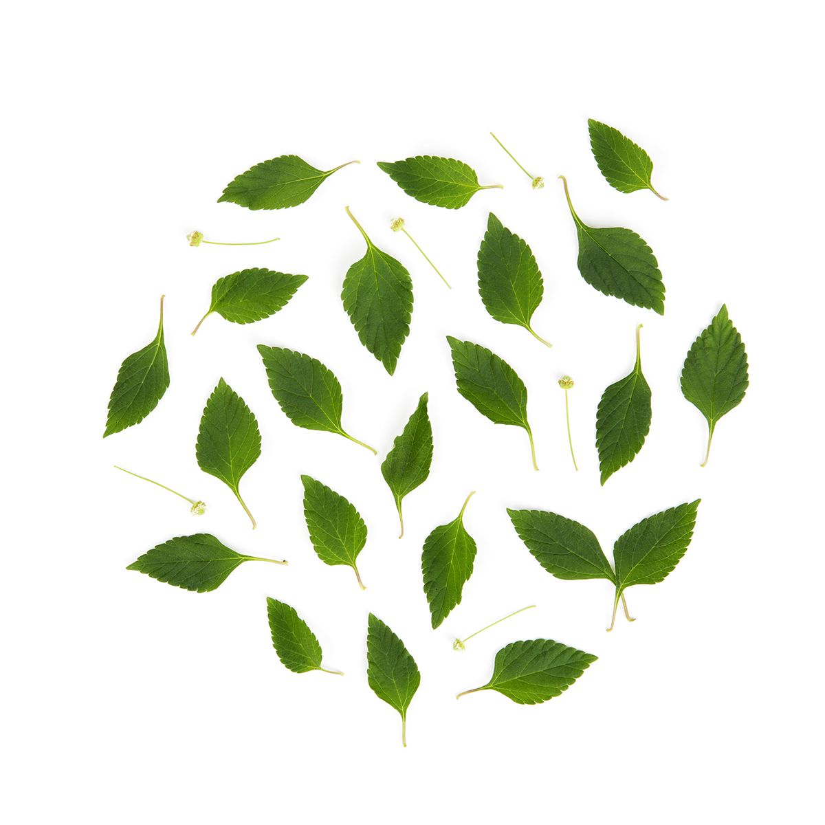 Dulce Leaves
