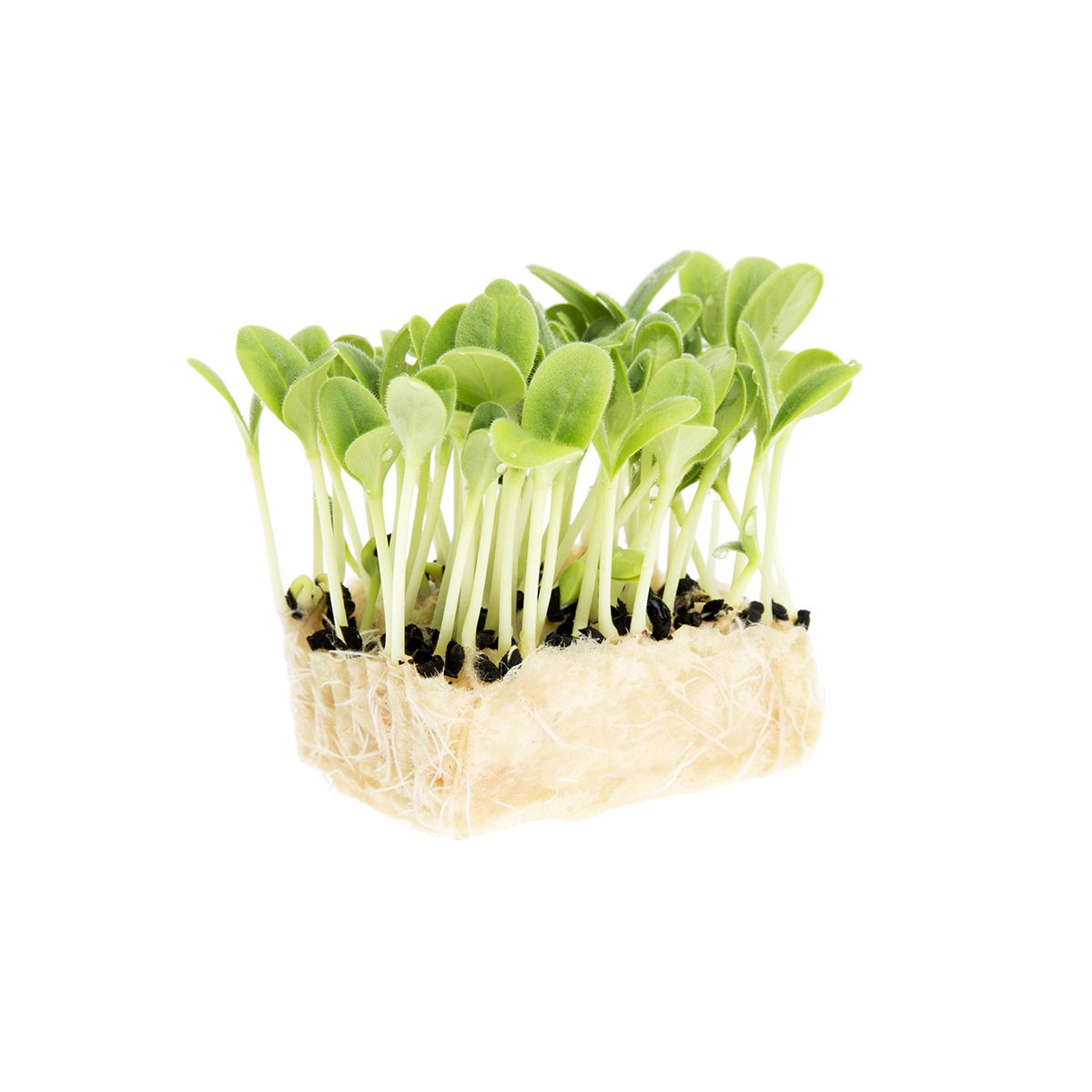 Borage Living Cress