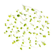 Micro Arugula