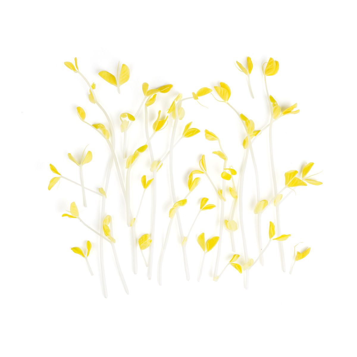 Gold Pea Shoots