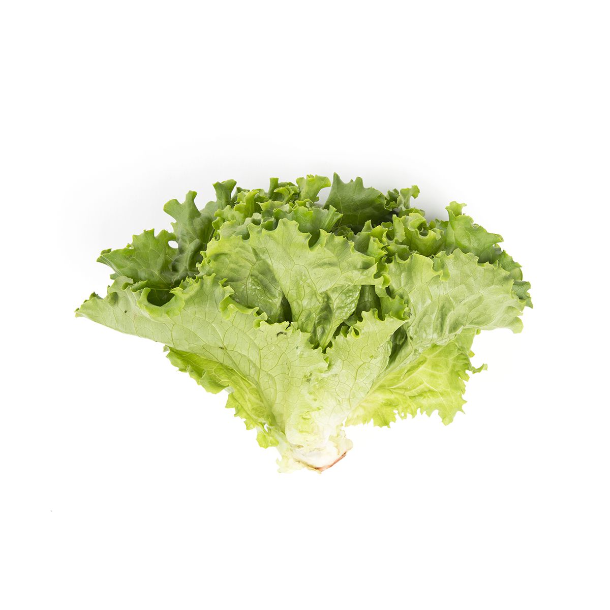 Organic Green Leaf Lettuce