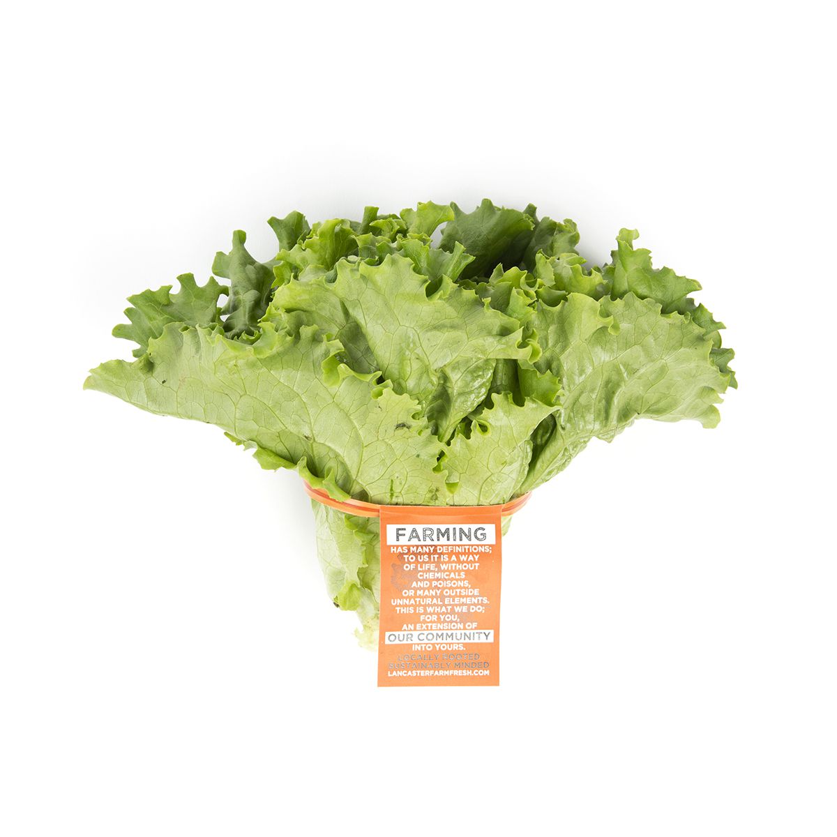 Organic Green Leaf Lettuce