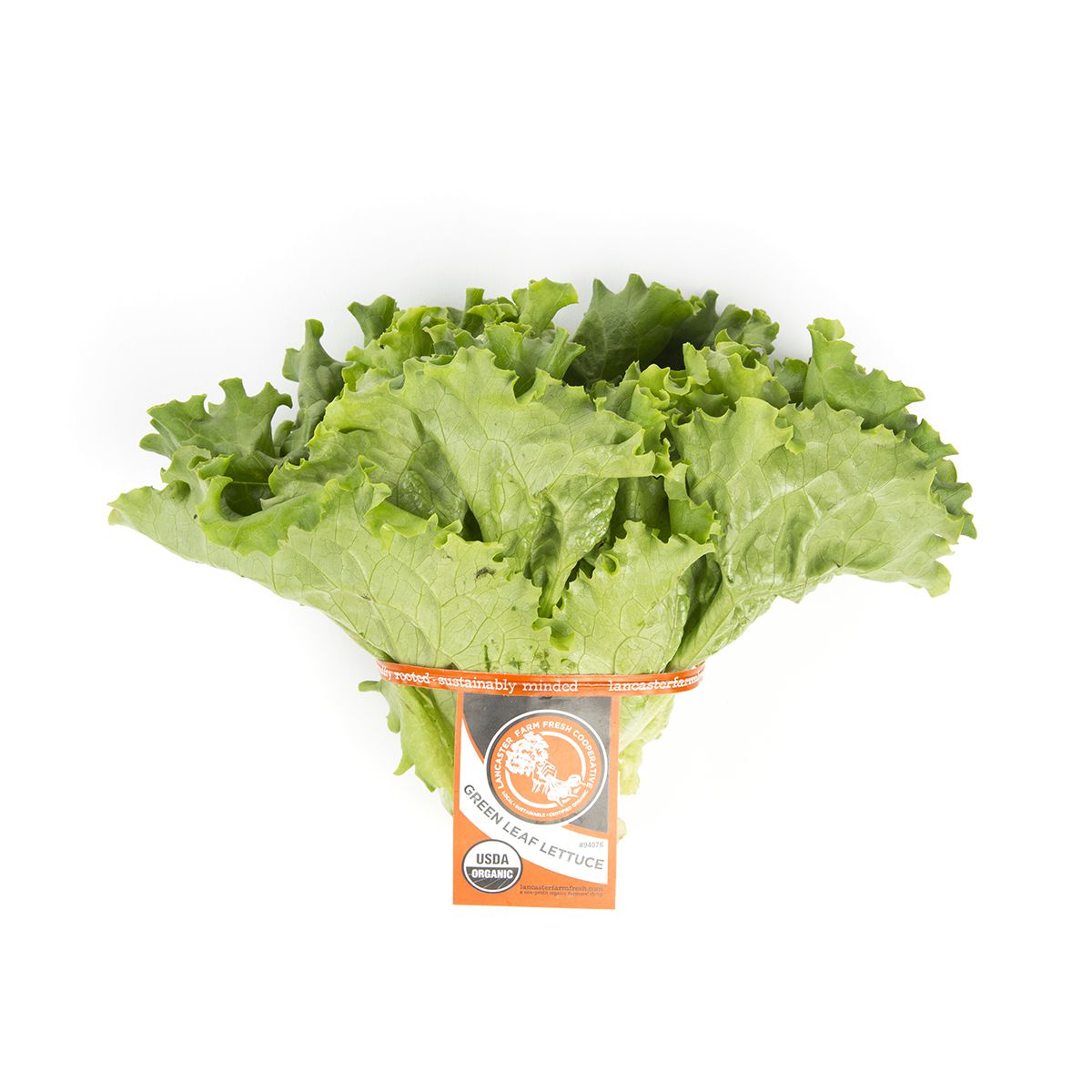 Organic Green Leaf Lettuce