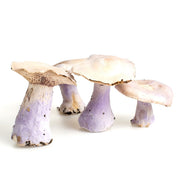Bluefoot Mushrooms