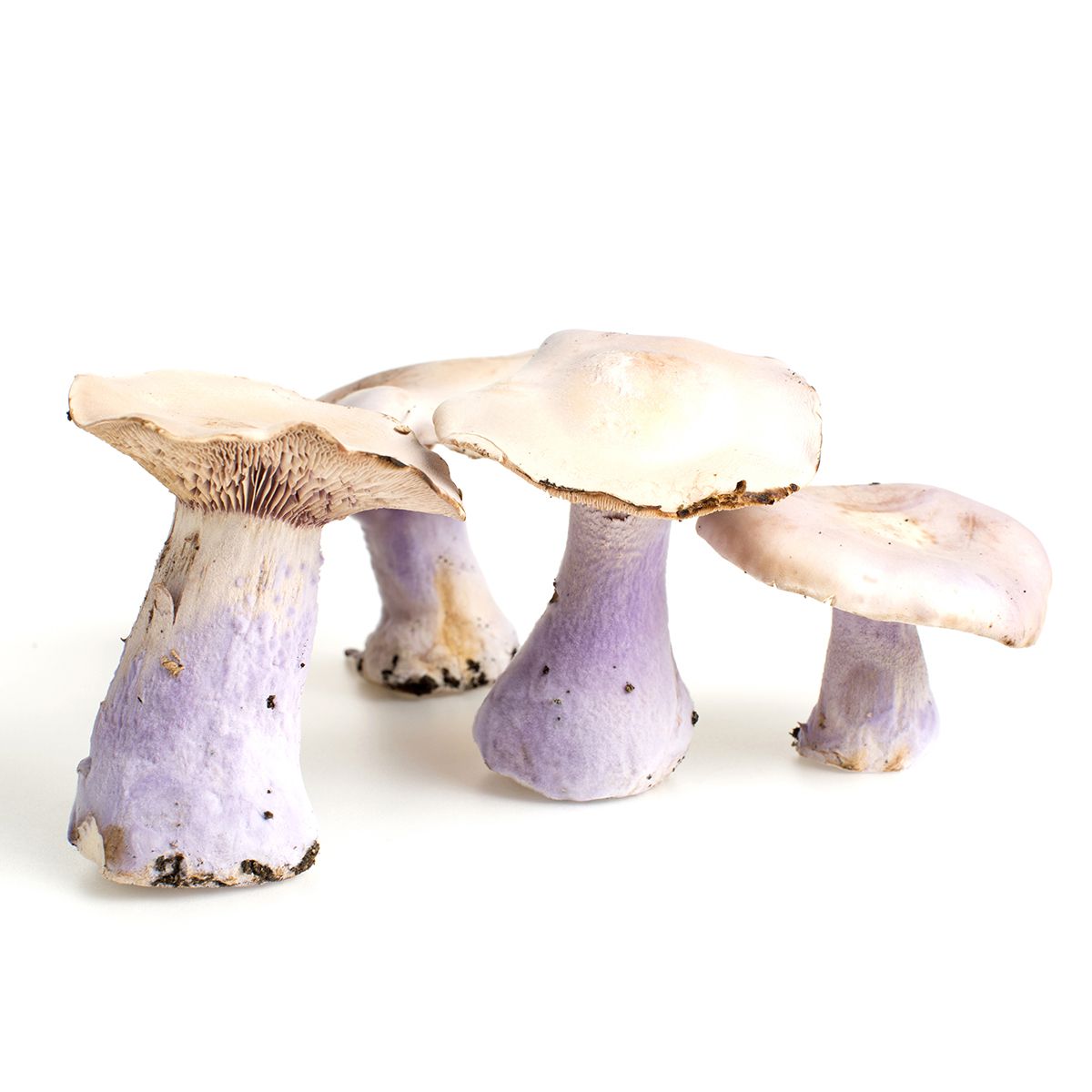 Bluefoot Mushrooms