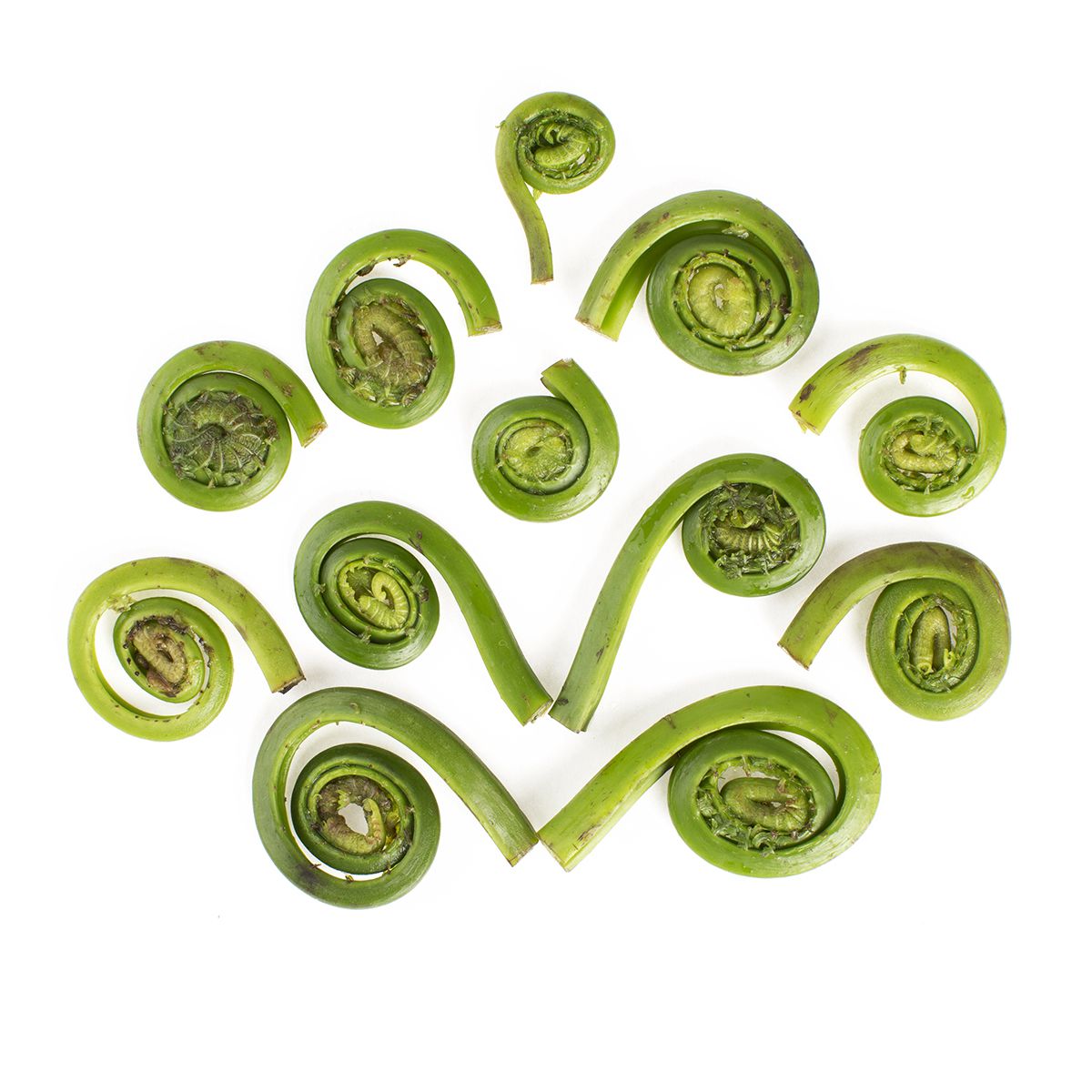 Wild East Coast Fiddlehead Ferns