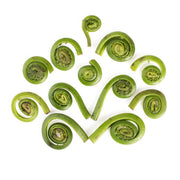 Wild East Coast Fiddlehead Ferns