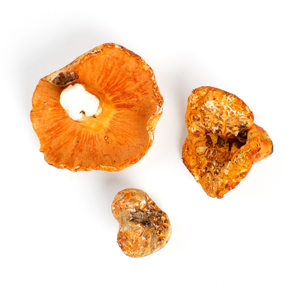 Lobster Mushrooms