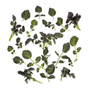 Red Watercress