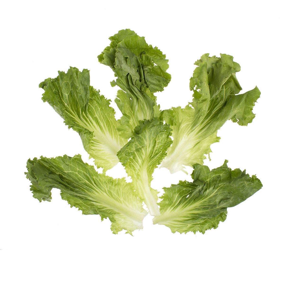 Green Leaf Crowns
