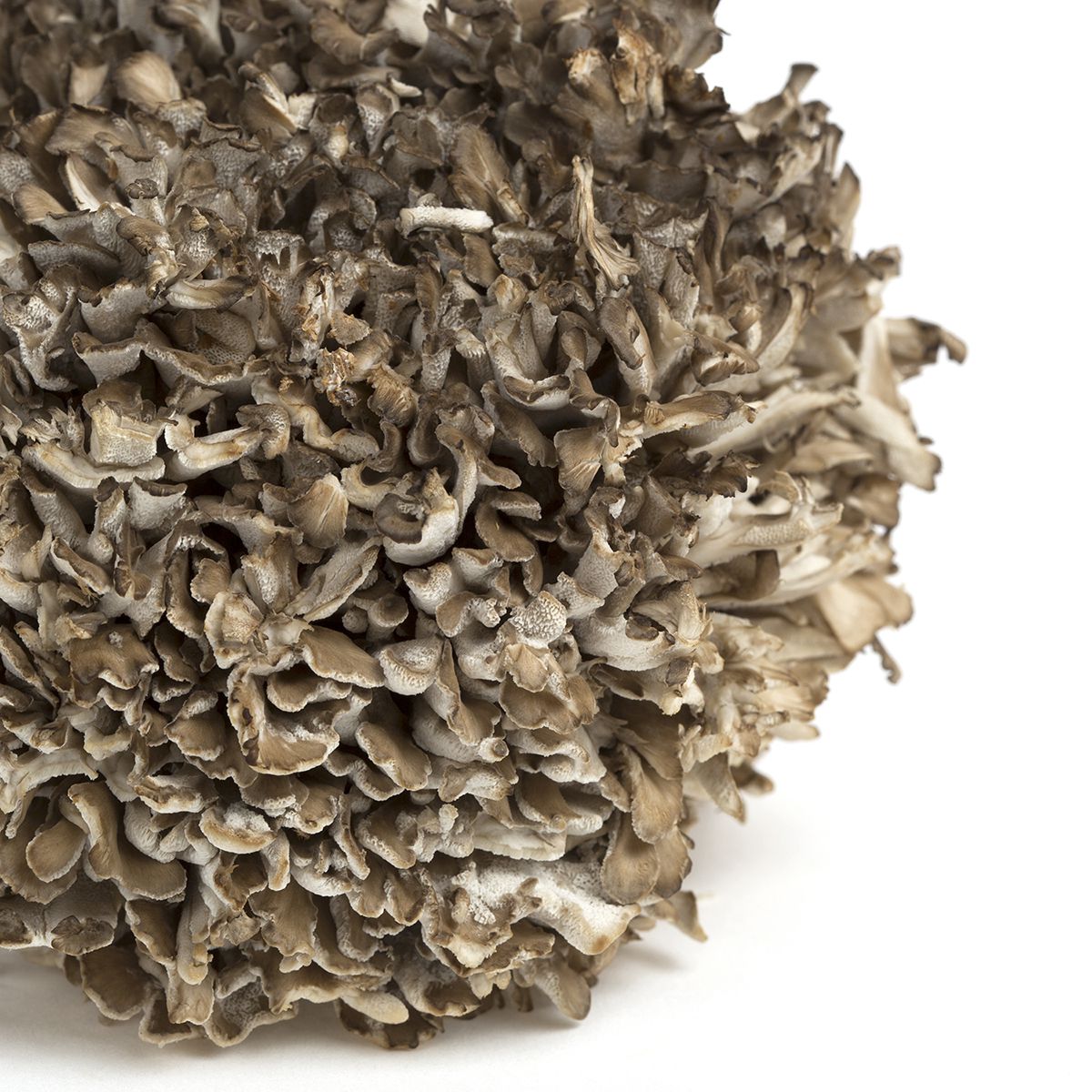 Extra Large Black Maitake/Hen of the Woods Mushrooms