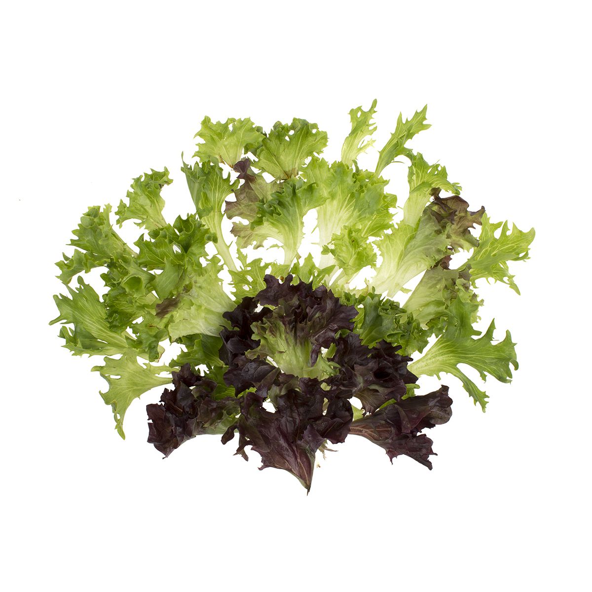 Arcadian Harvest Mix