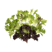 Arcadian Harvest Mix