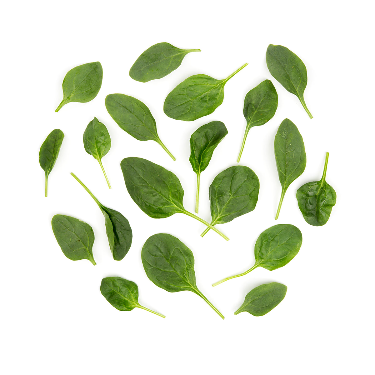 Baby Spinach