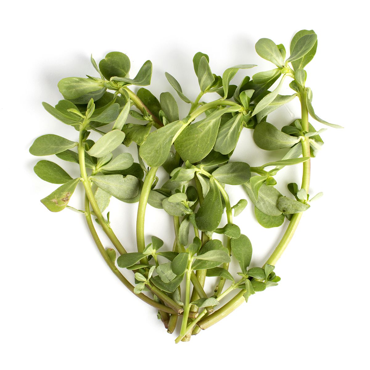Purslane