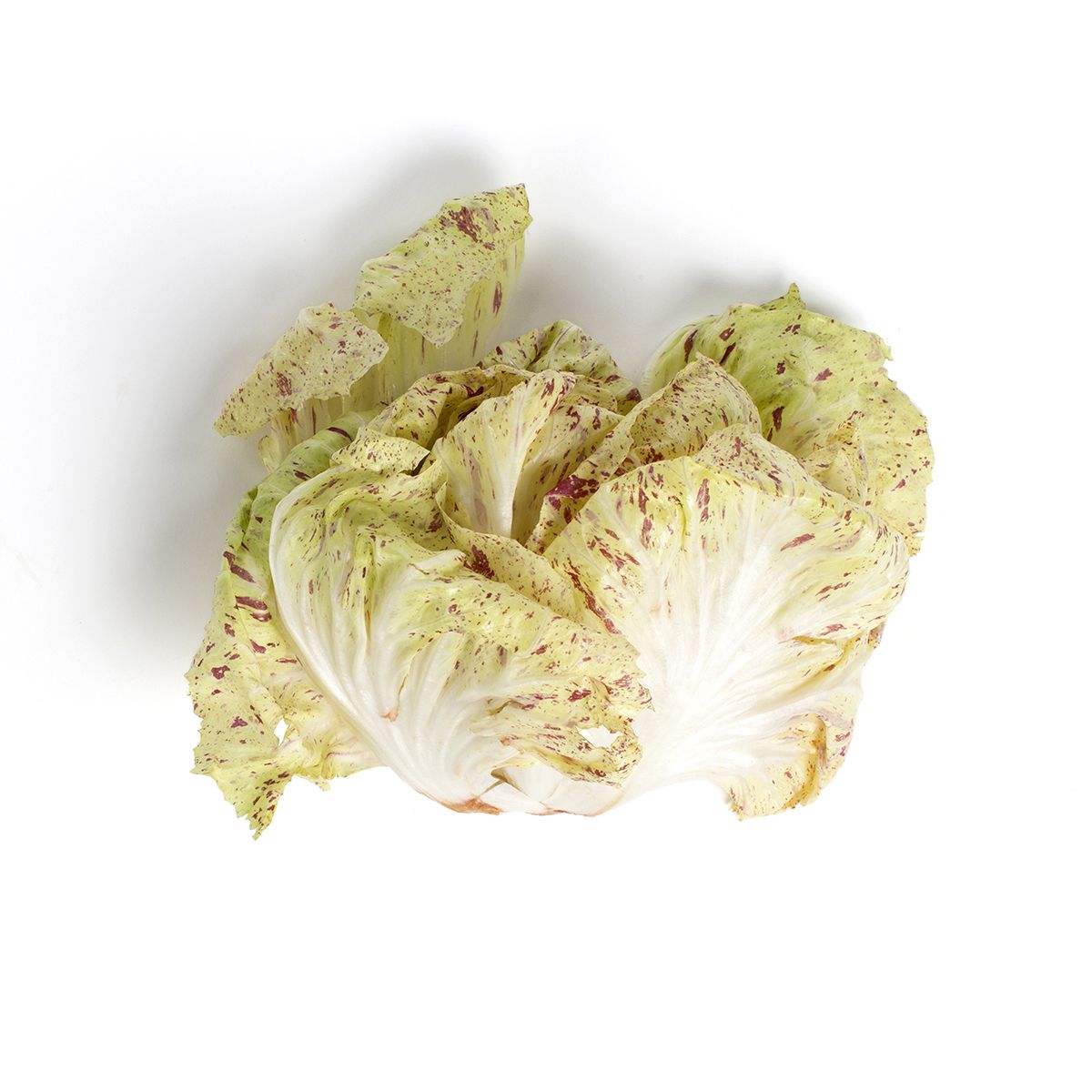 California Castelfranco Radicchio