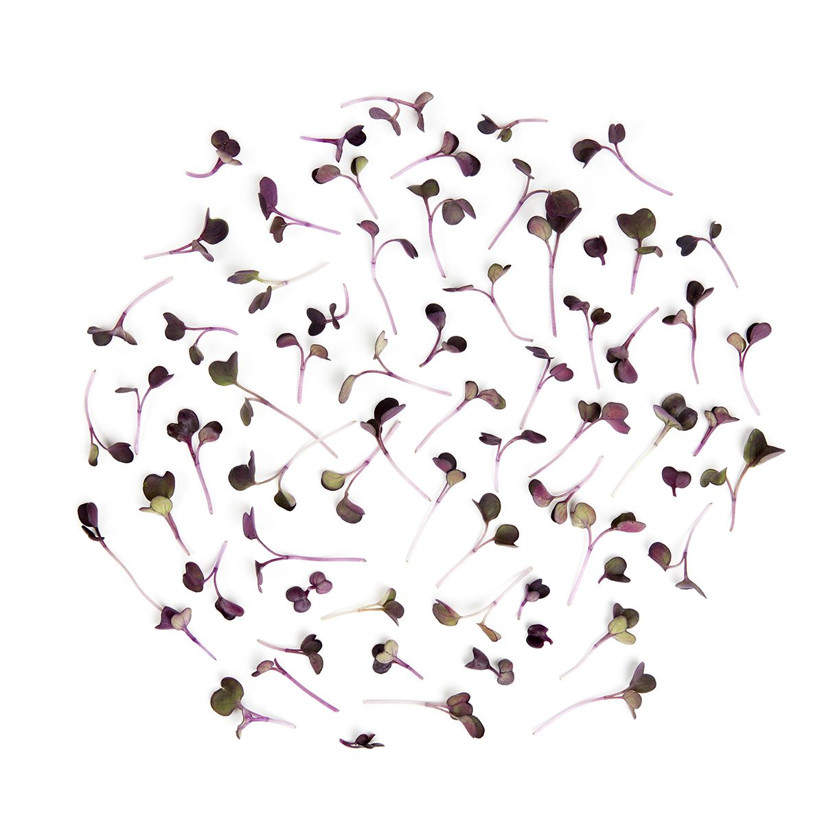 Micro Purple Daikon Radish