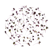 Micro Purple Daikon Radish