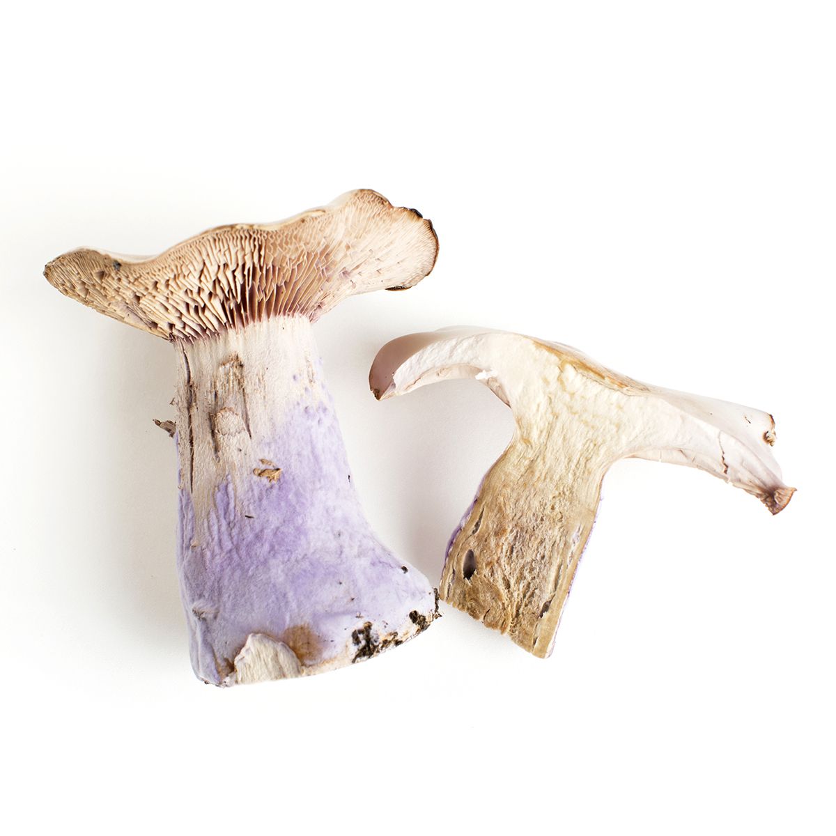 Bluefoot Mushrooms