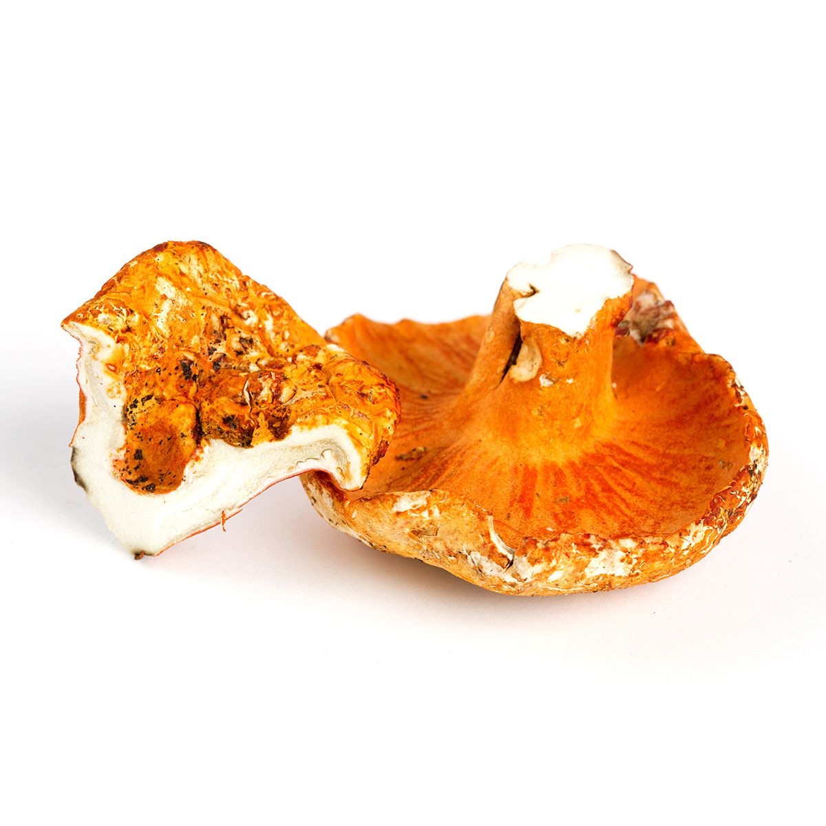 Lobster Mushrooms