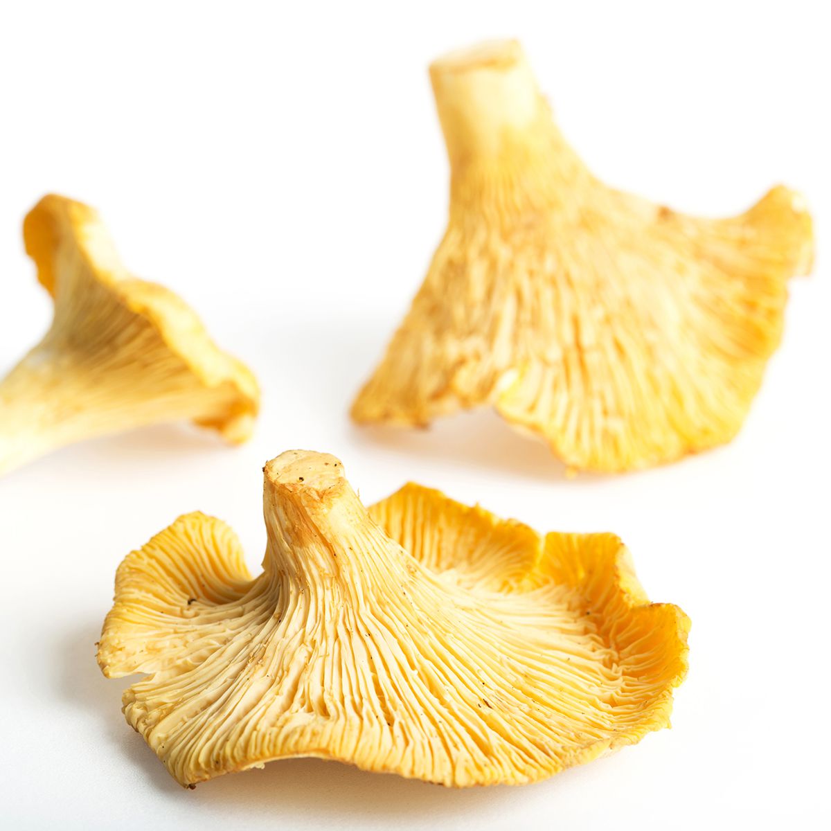 Chanterelle Mushrooms