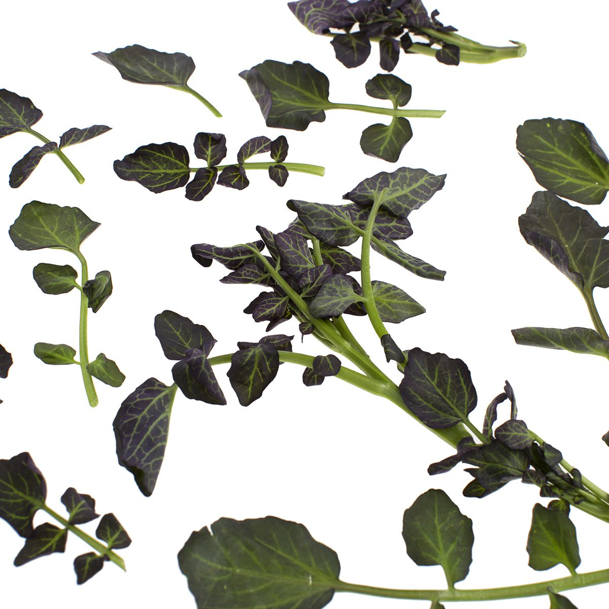 Red Watercress