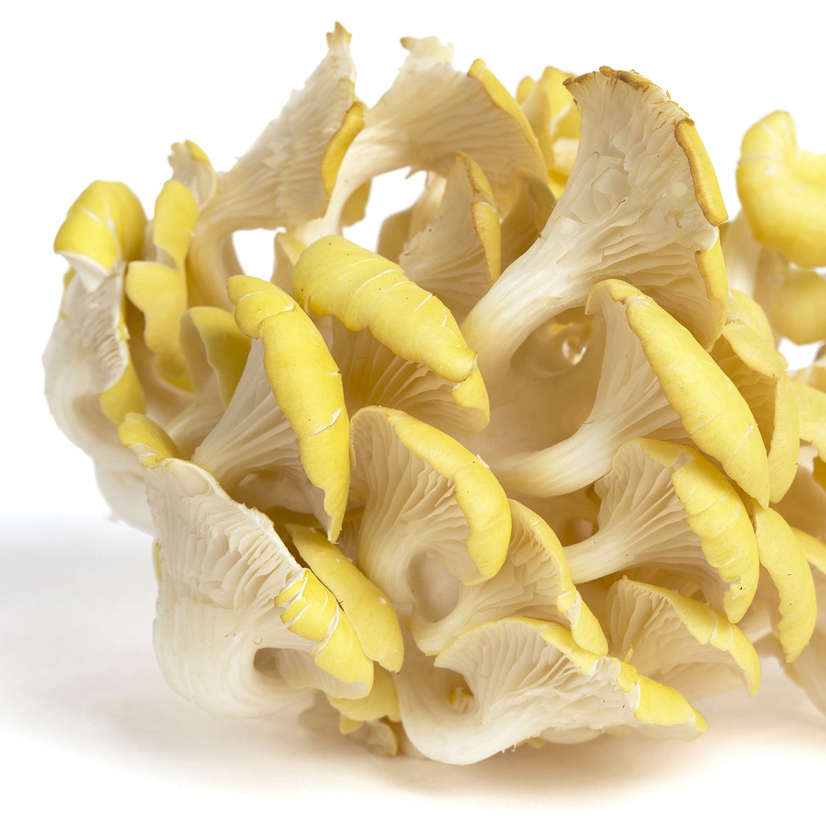 Yellow Oyster Mushrooms