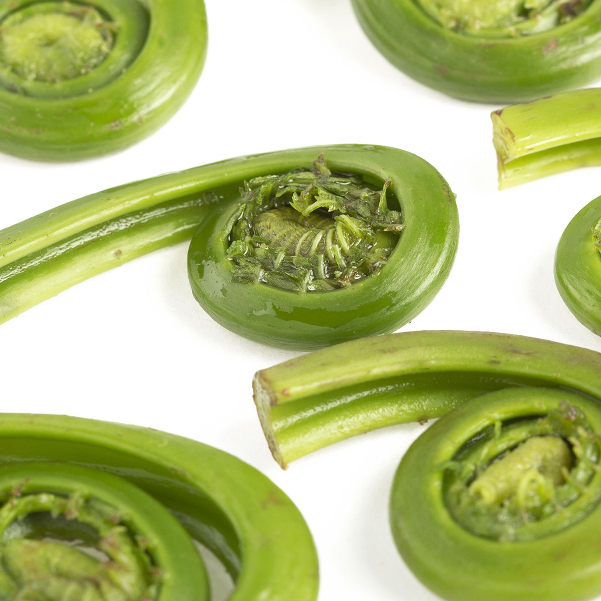 Wild East Coast Fiddlehead Ferns