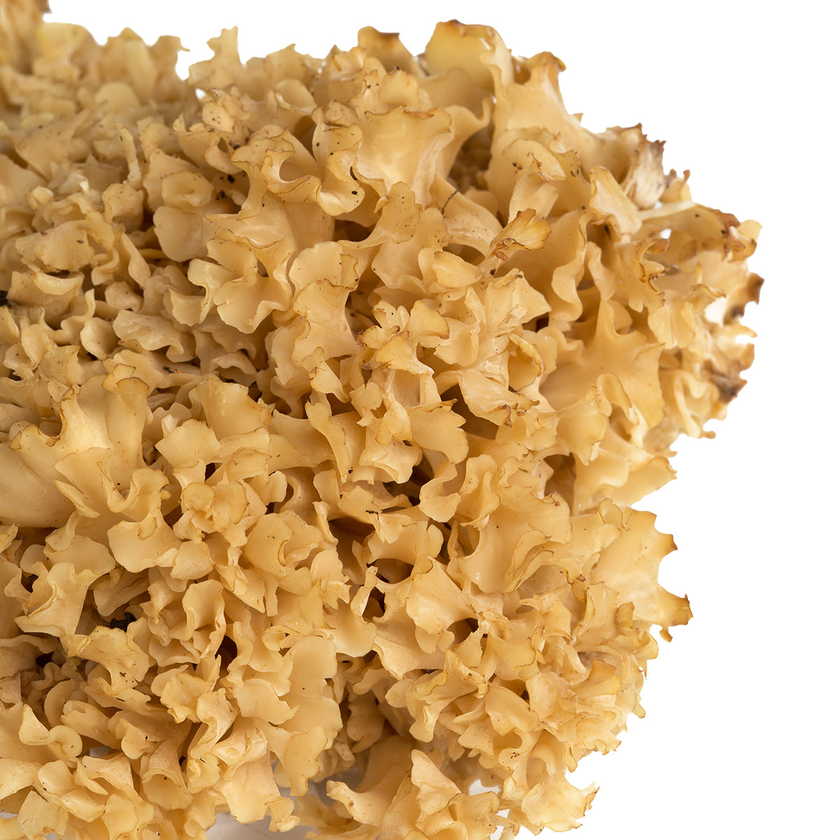 Cauliflower Mushrooms