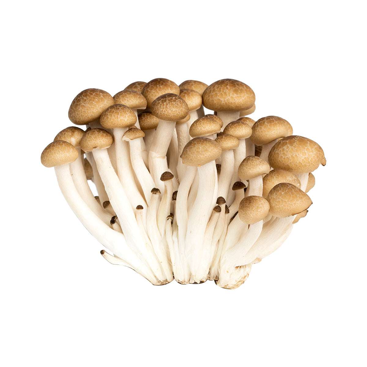 Brown Hon Shimeji Mushrooms