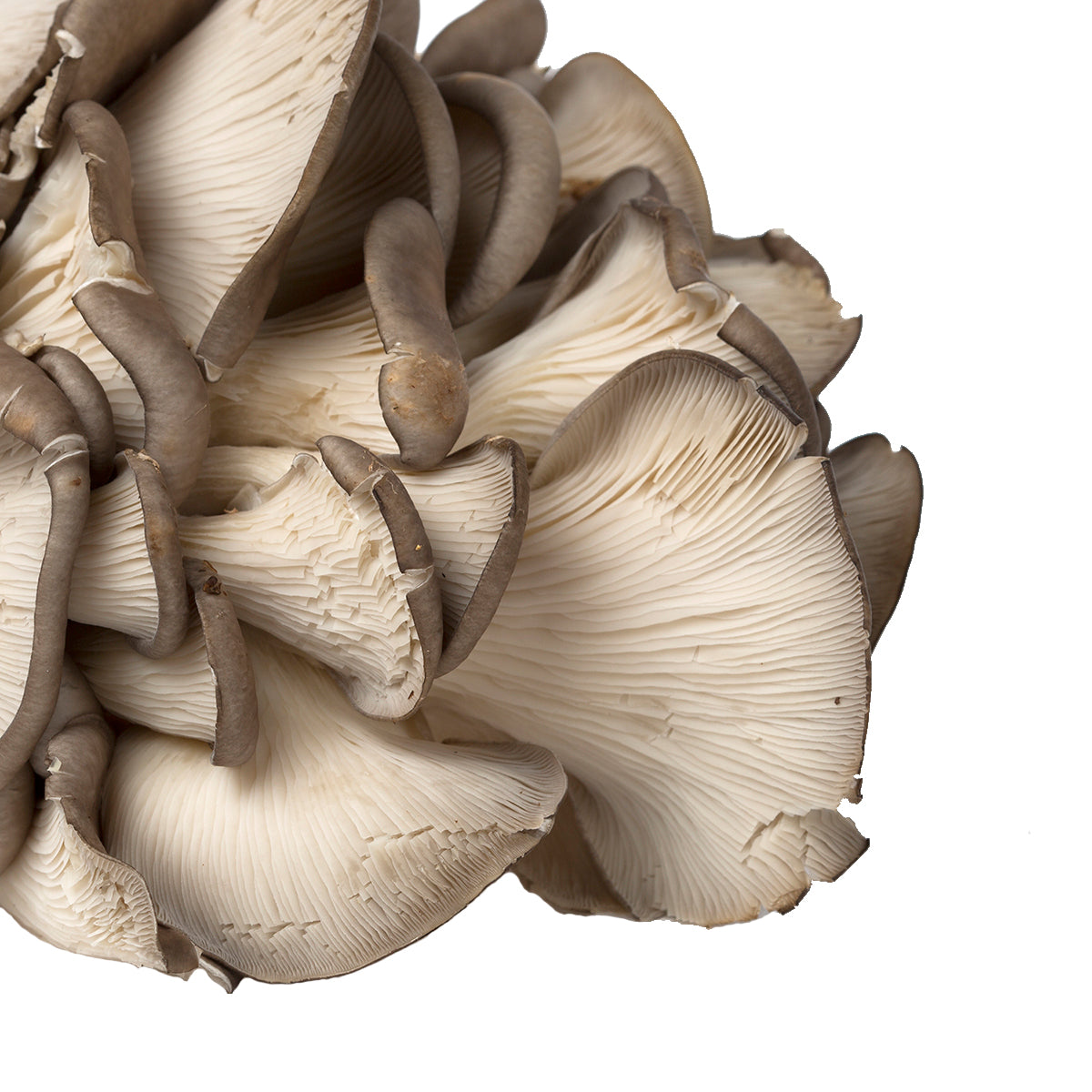 Oyster Mushrooms