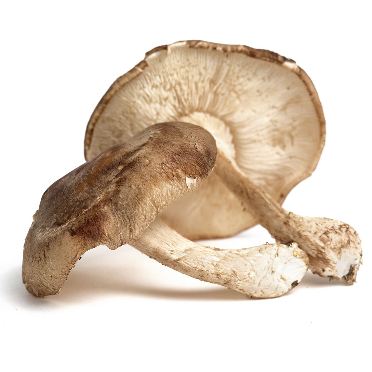 Baby Shiitake Mushrooms
