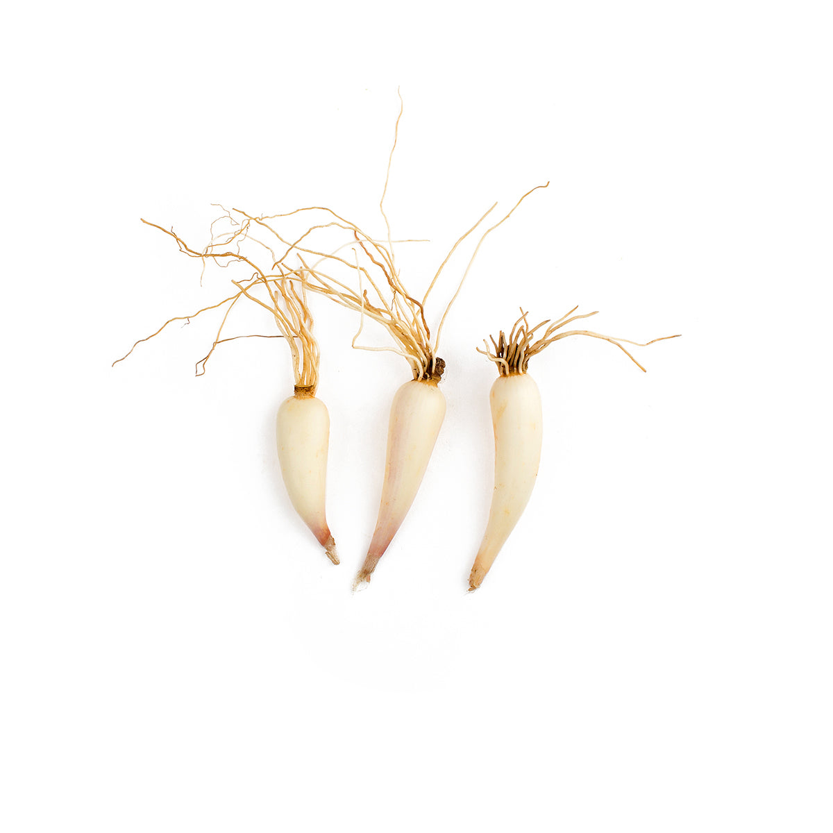 Ramp Bulbs