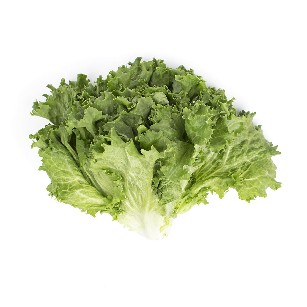 Local Green Leaf Lettuce