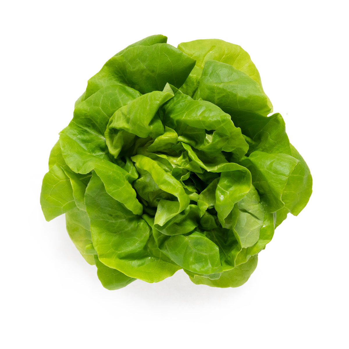 Hydro Boston Lettuce