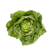 Boston Lettuce